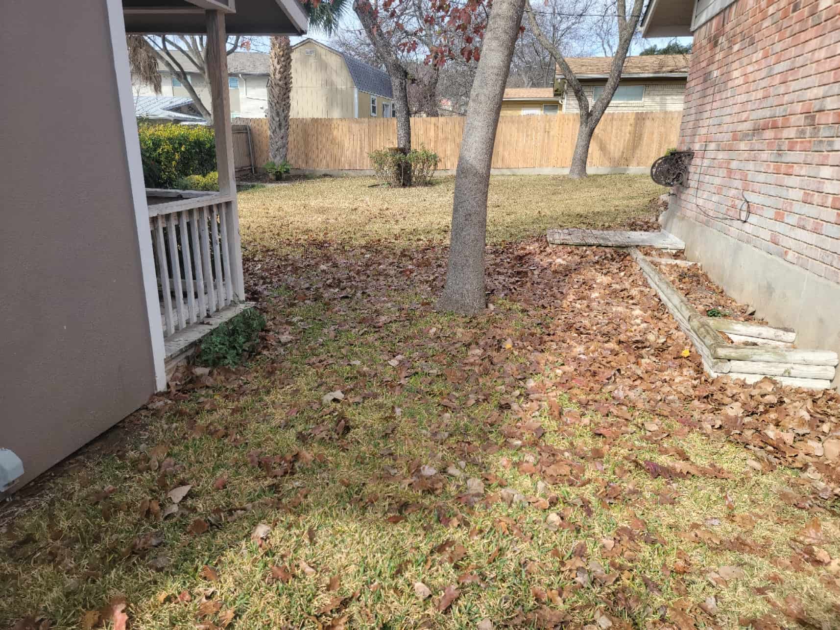 yard full of leaves
