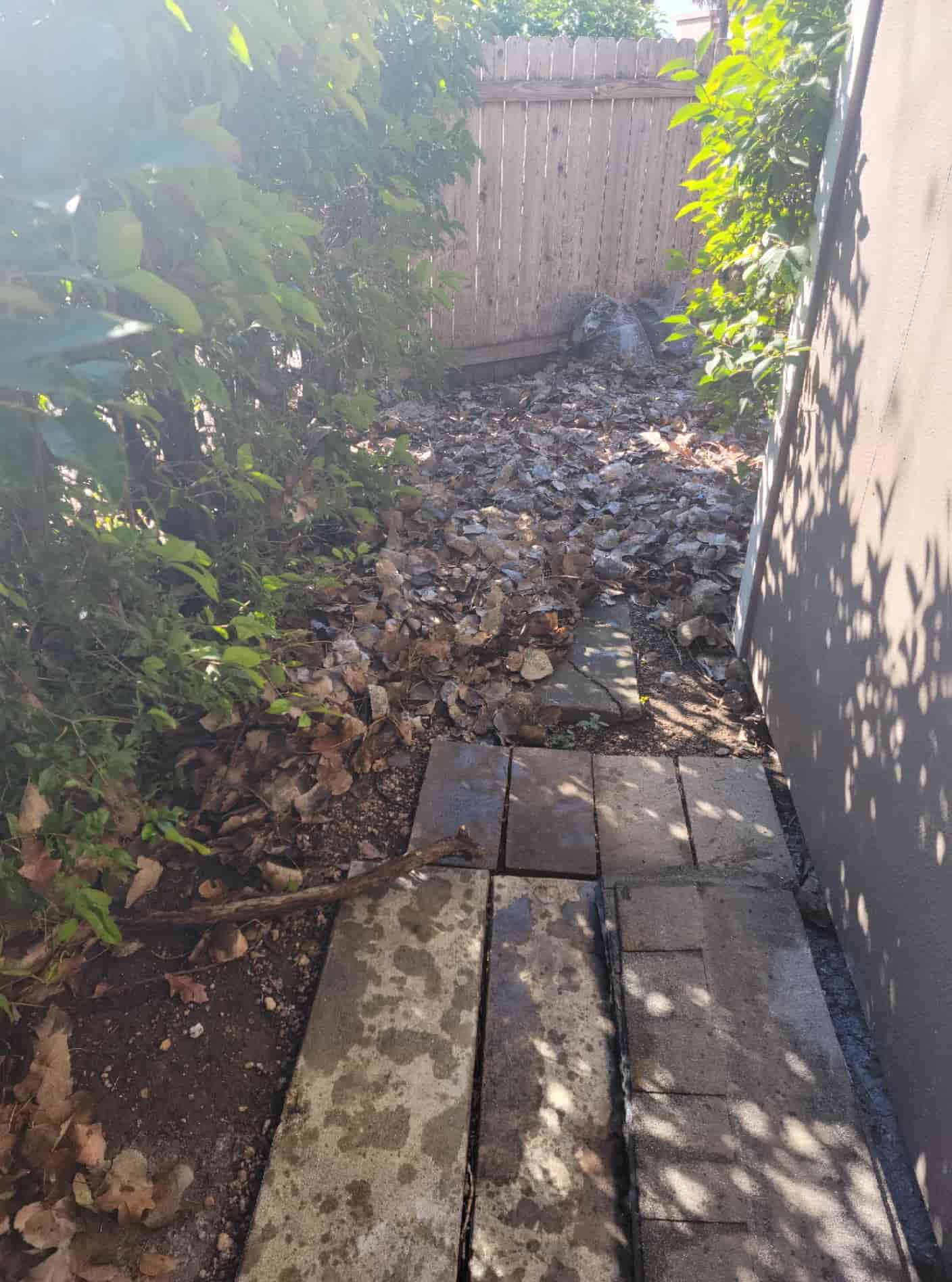 back yard full of leaves