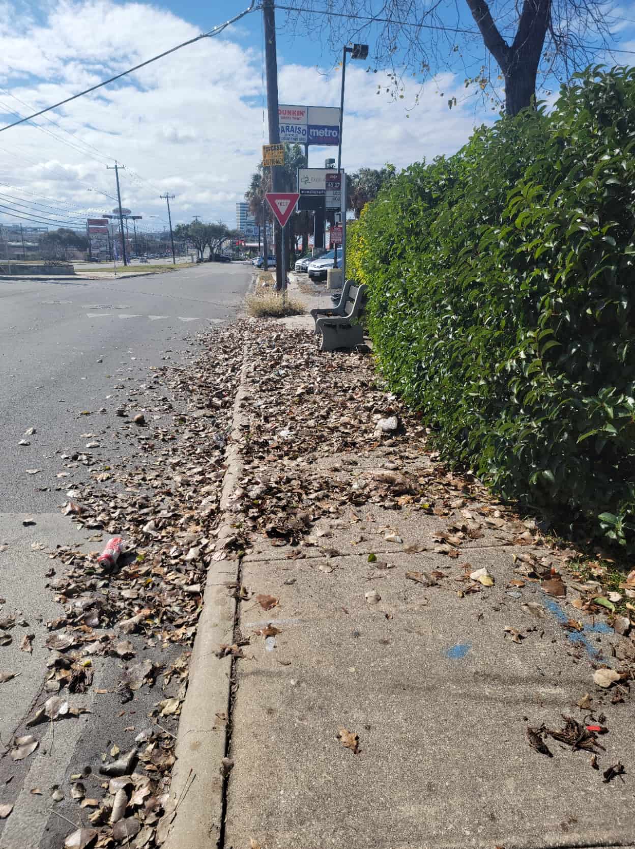 sidewalk full of leaves