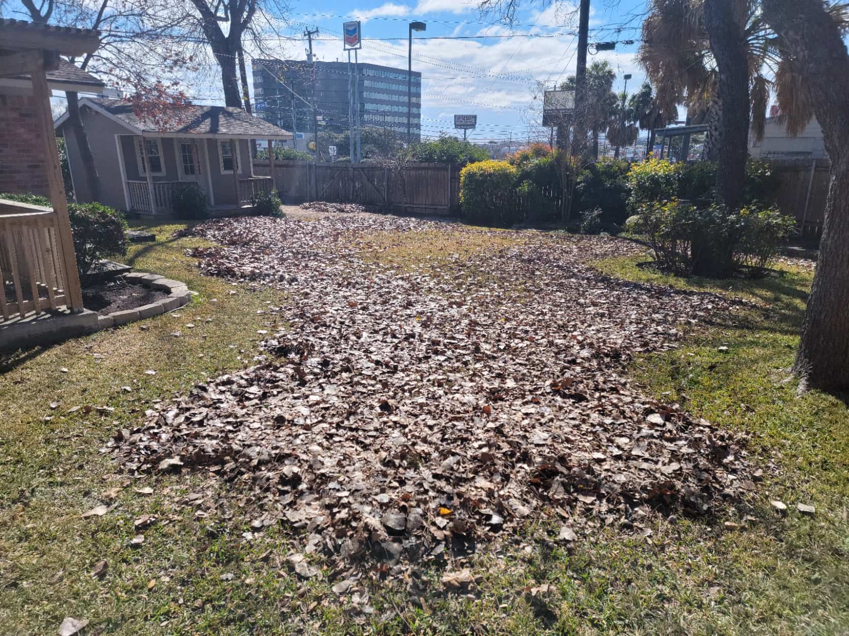 yard full of leaves
