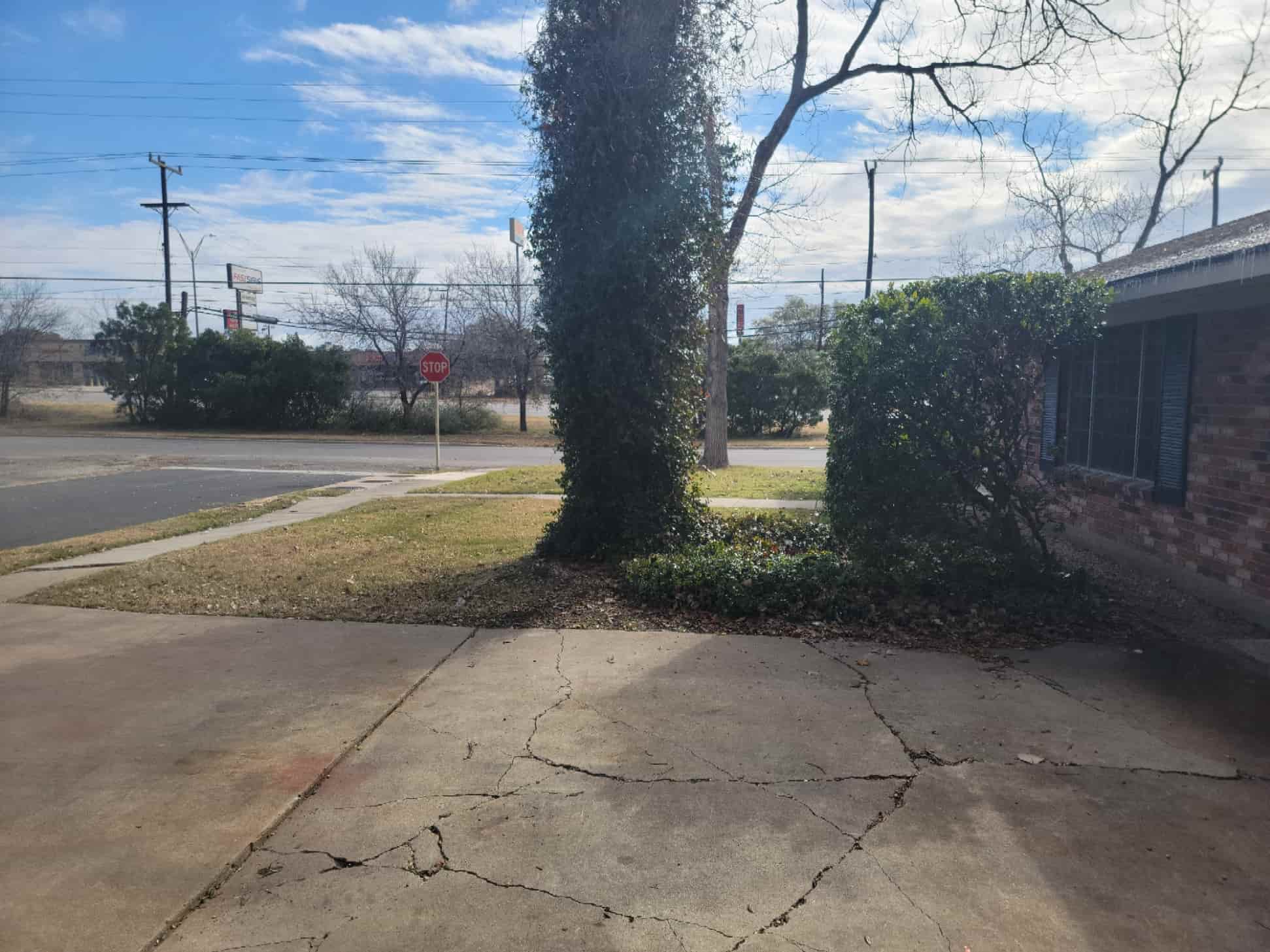 trimmed bushes